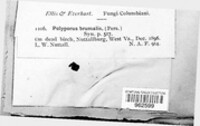 Lentinus brumalis image